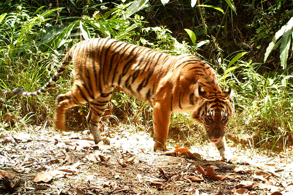 Photo Courtesy of WWF Indonesia and Ministry of Forestry