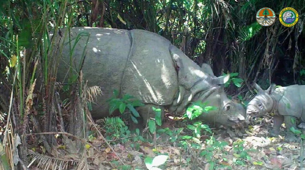 Camera trap photo of Javan rhino and calf in Ujung Kulon National Park, Indonesia.