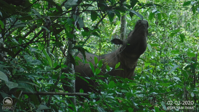 Preparing for A Rhino Rescue Mission — Sumatran Rhino Alliance