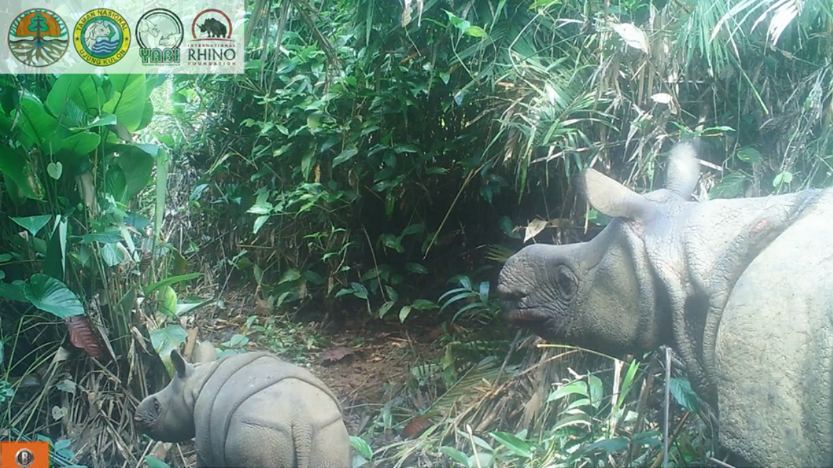 javan rhinoceros baby