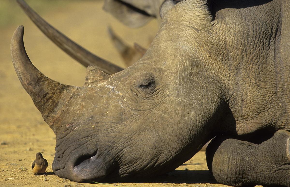 How Much Do Rhinos Sleep? - International Rhino FoundationInternational