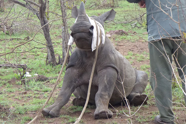 This rhino calf has been immobilized and is being prepared for a move to safety.  His eyes are covered to help keep him calm.  Ropes will help the transport team to guide him into his transportation crate.