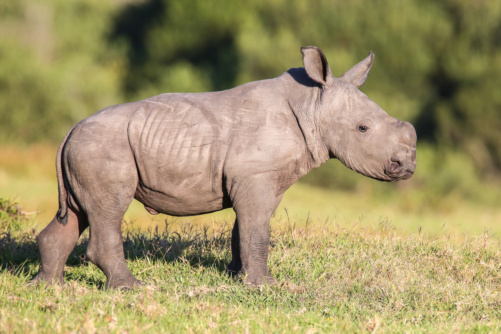 white-rhino-calf-dreamstime_m_51179444