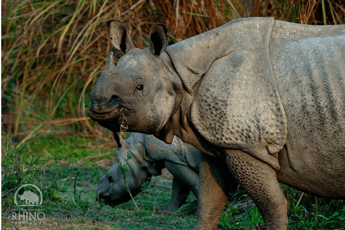 gestation period of one horned rhino