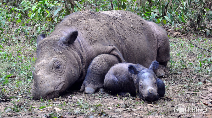 Sumatran Rhino Rescue  International Rhino FoundationInternational Rhino  Foundation