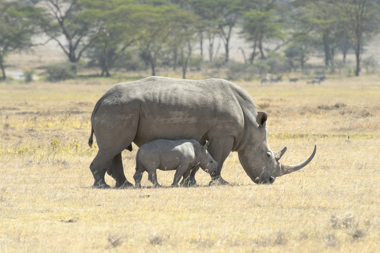 javan rhinoceros baby