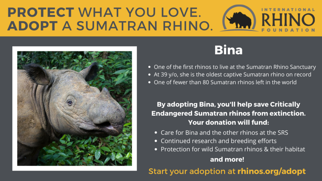 Sumatran Rhino Rescue  International Rhino FoundationInternational Rhino  Foundation