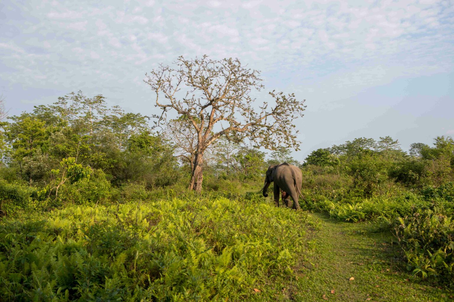 three-generations-roam-manas-national-park-in-india-international