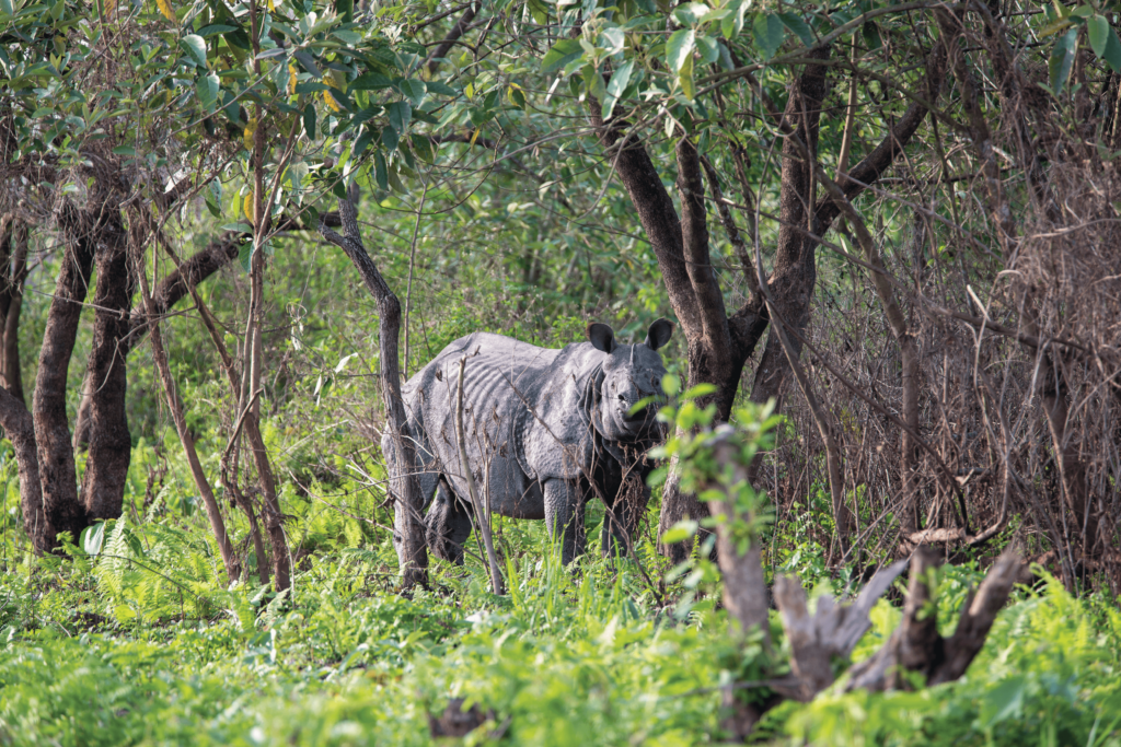 Three Generations Roam Manas National Park in India | International Rhino  Foundation