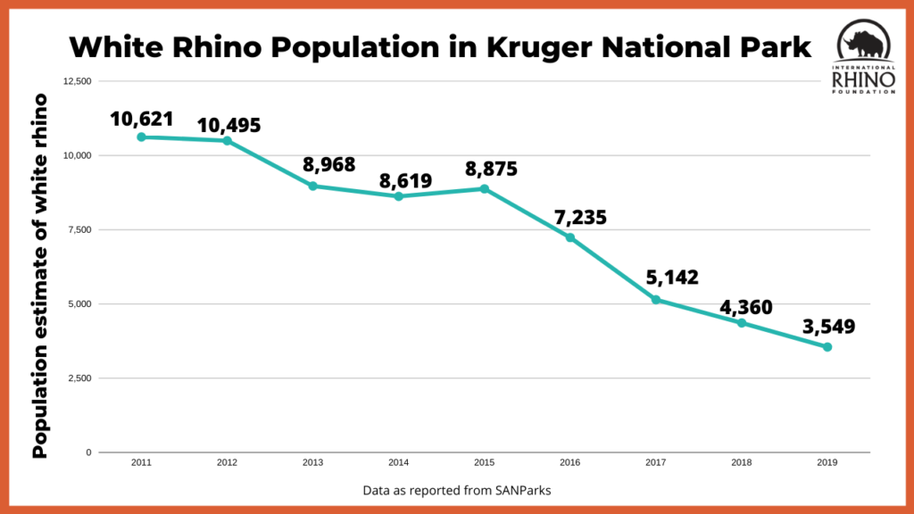 Steep Declines in Kruger’s Rhino Population Cause For Concern