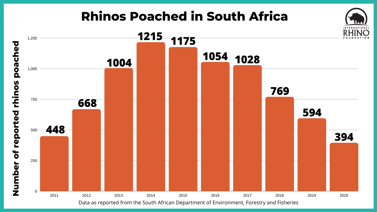 Steep Declines in Kruger's Rhino Population Cause For Concern