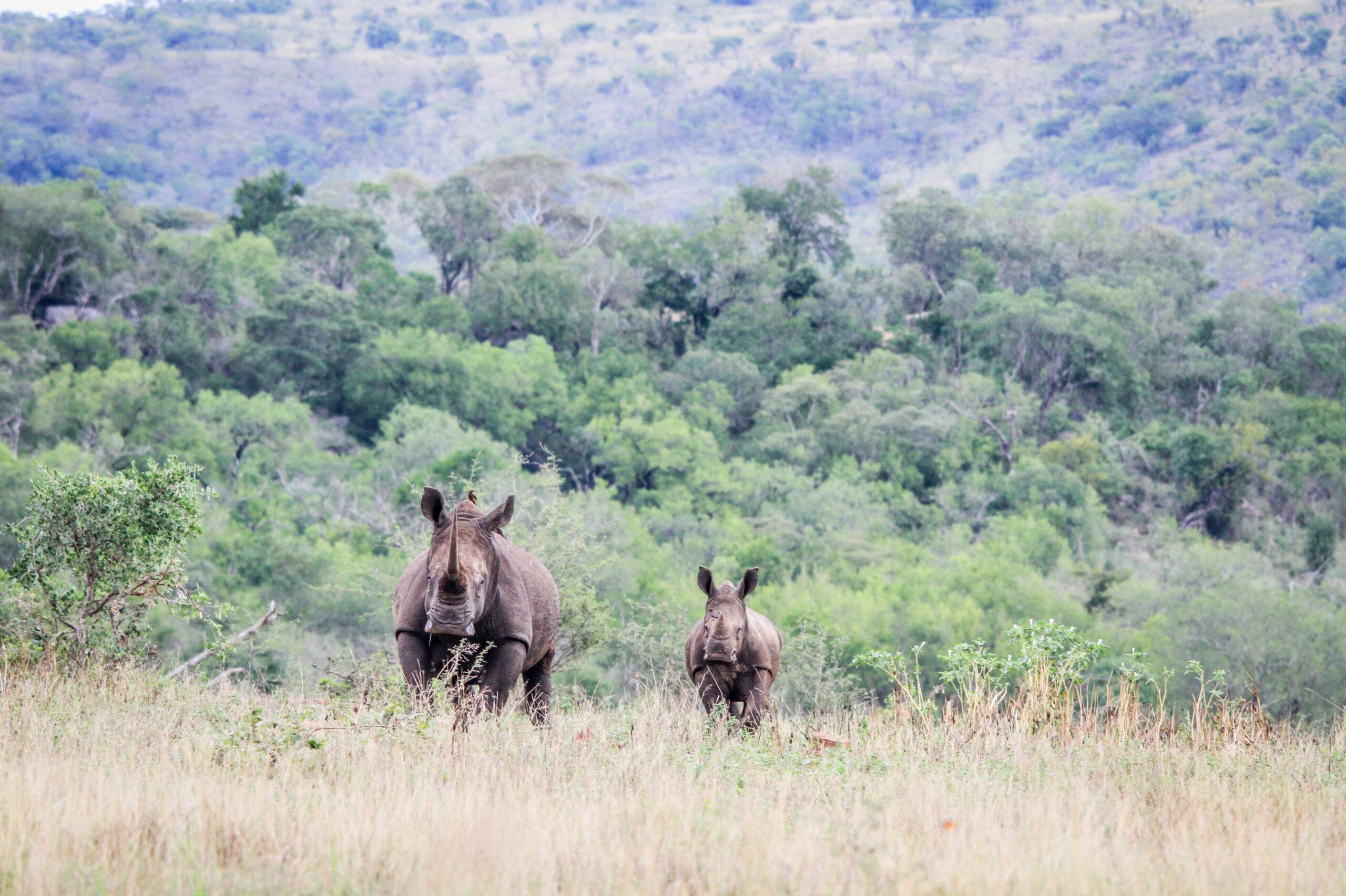 Rhino rescue in Kruger National Park South Africa Fin1_Web