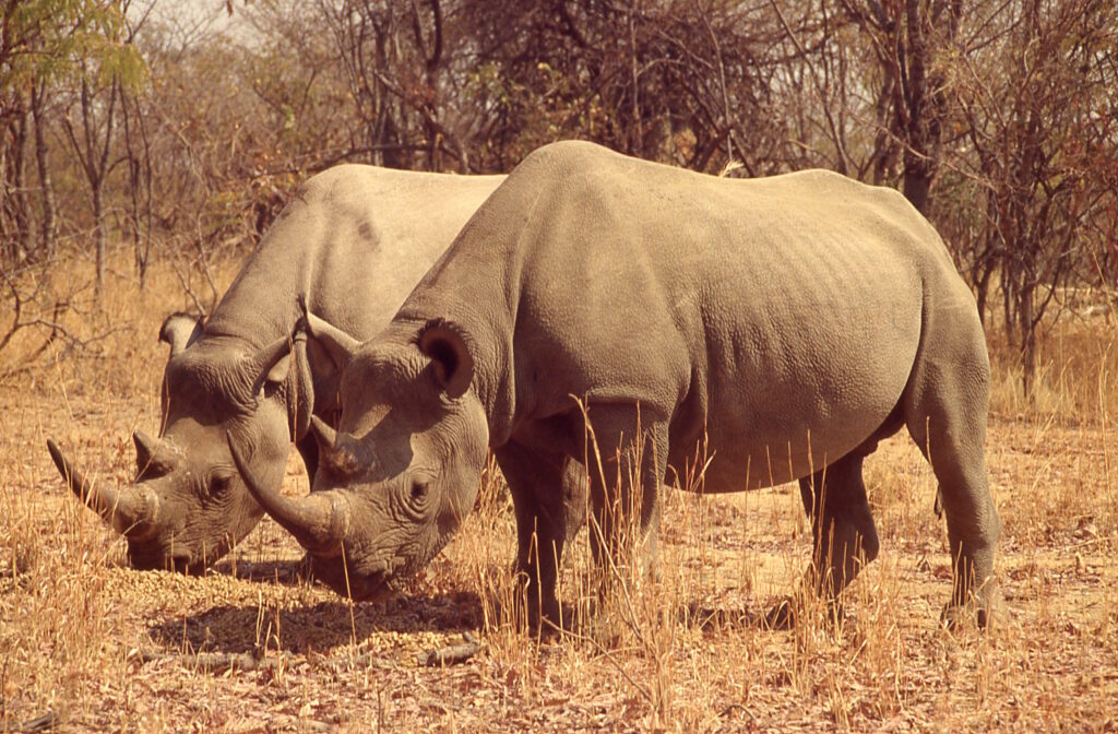 Small Programs Can Add Up To Big Success - International Rhino