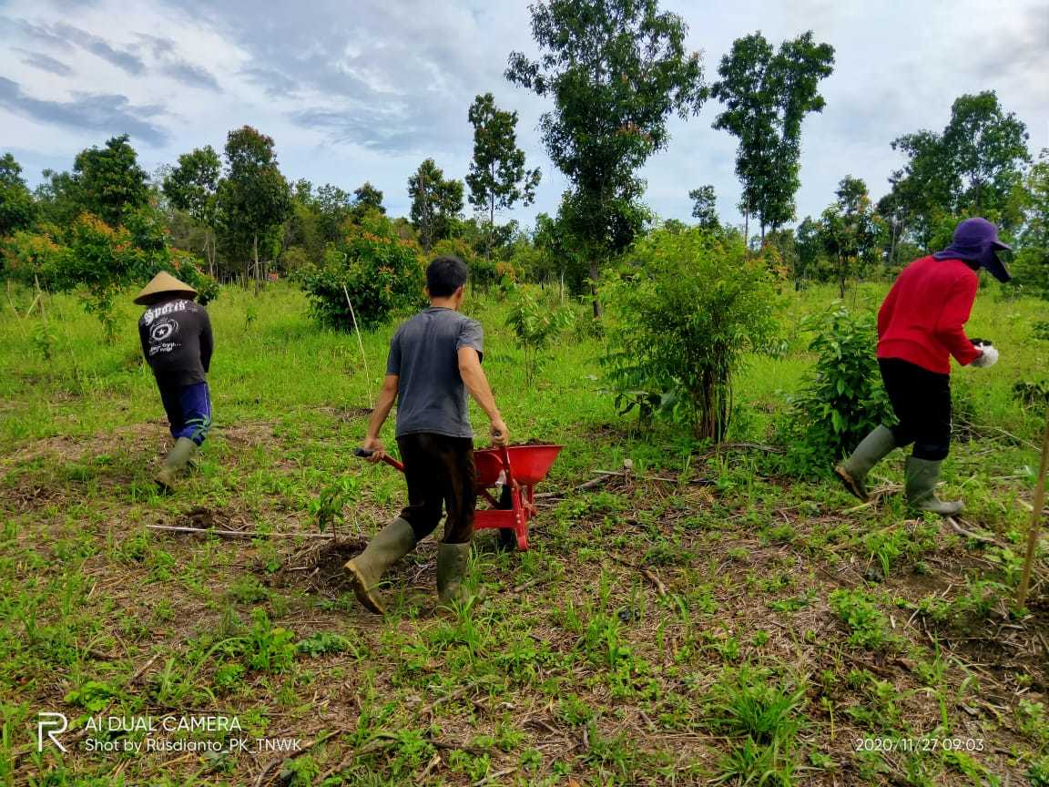 The Sumatra  Reforestation  Program One Year Later 