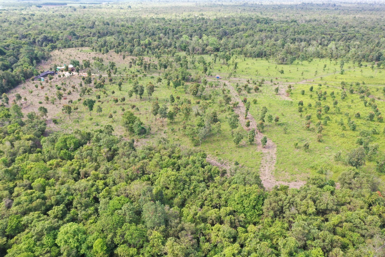 The Sumatra  Reforestation  Program One Year Later 