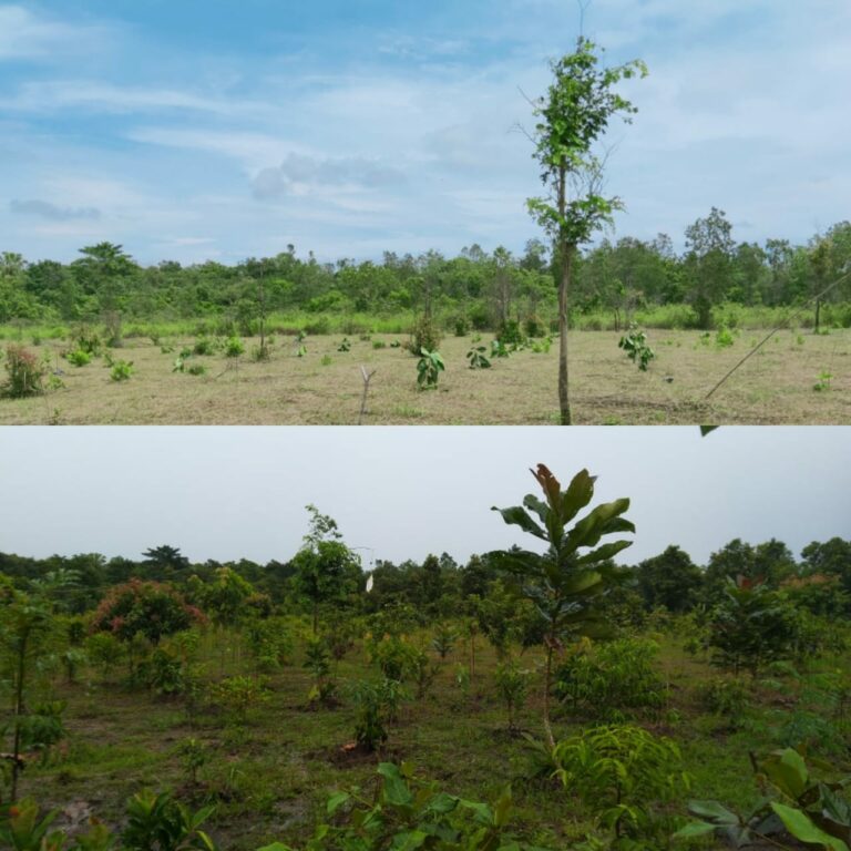 The Sumatra  Reforestation  Program One Year Later 