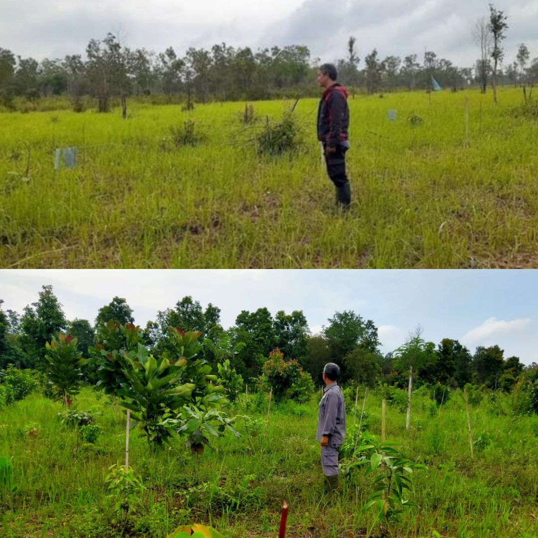 The Sumatra  Reforestation  Program One Year Later 