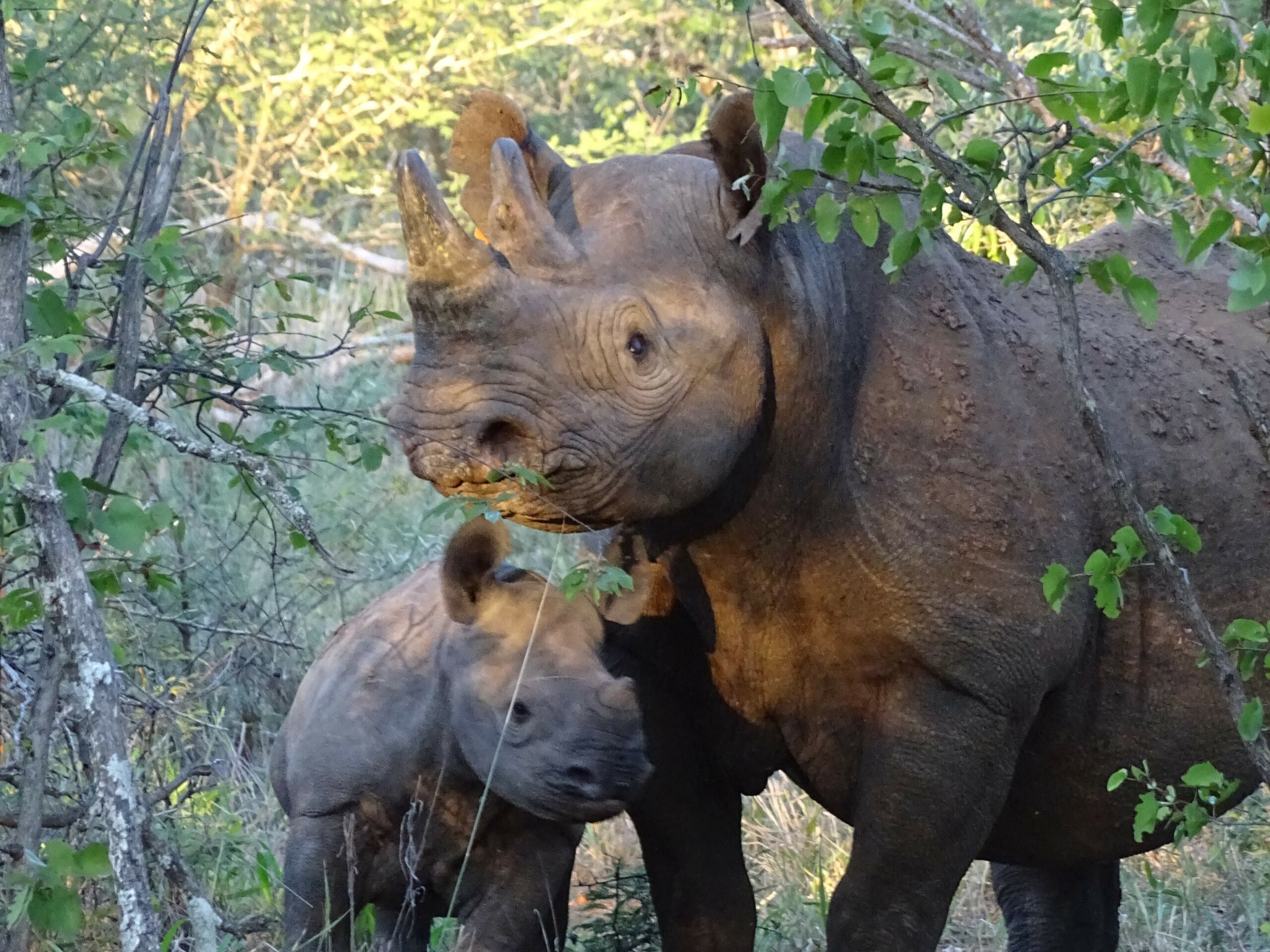 Rhino Conservation in Africa & Asia