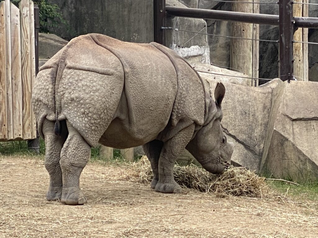 My Rhino Road Trip Columbus Zoo International Rhino Foundation