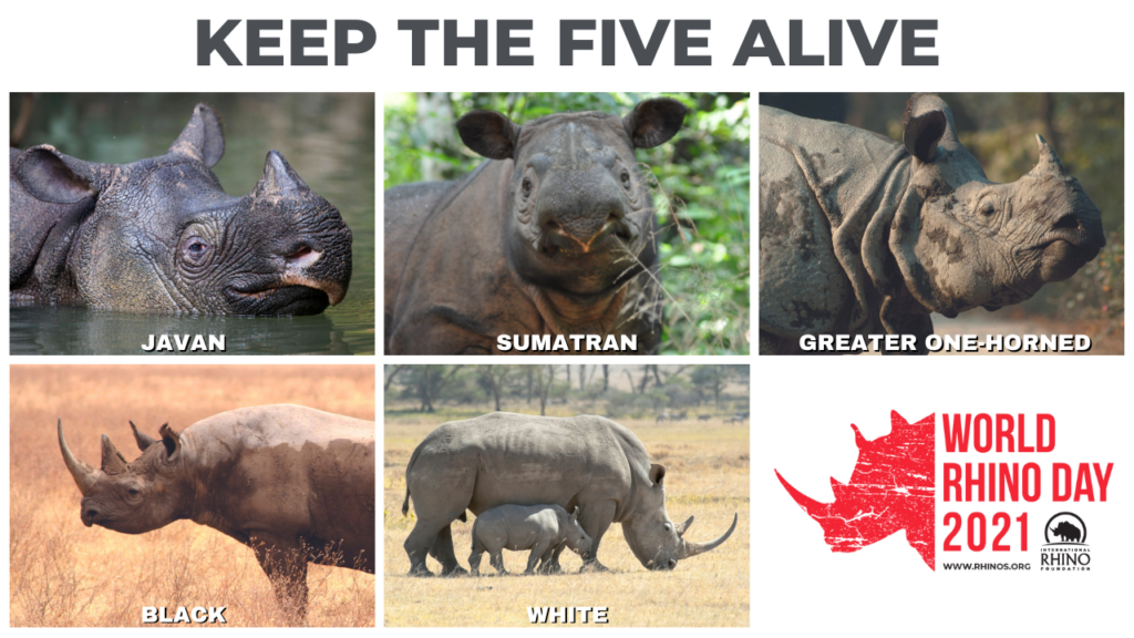 World Rhino Day International Rhino Foundation