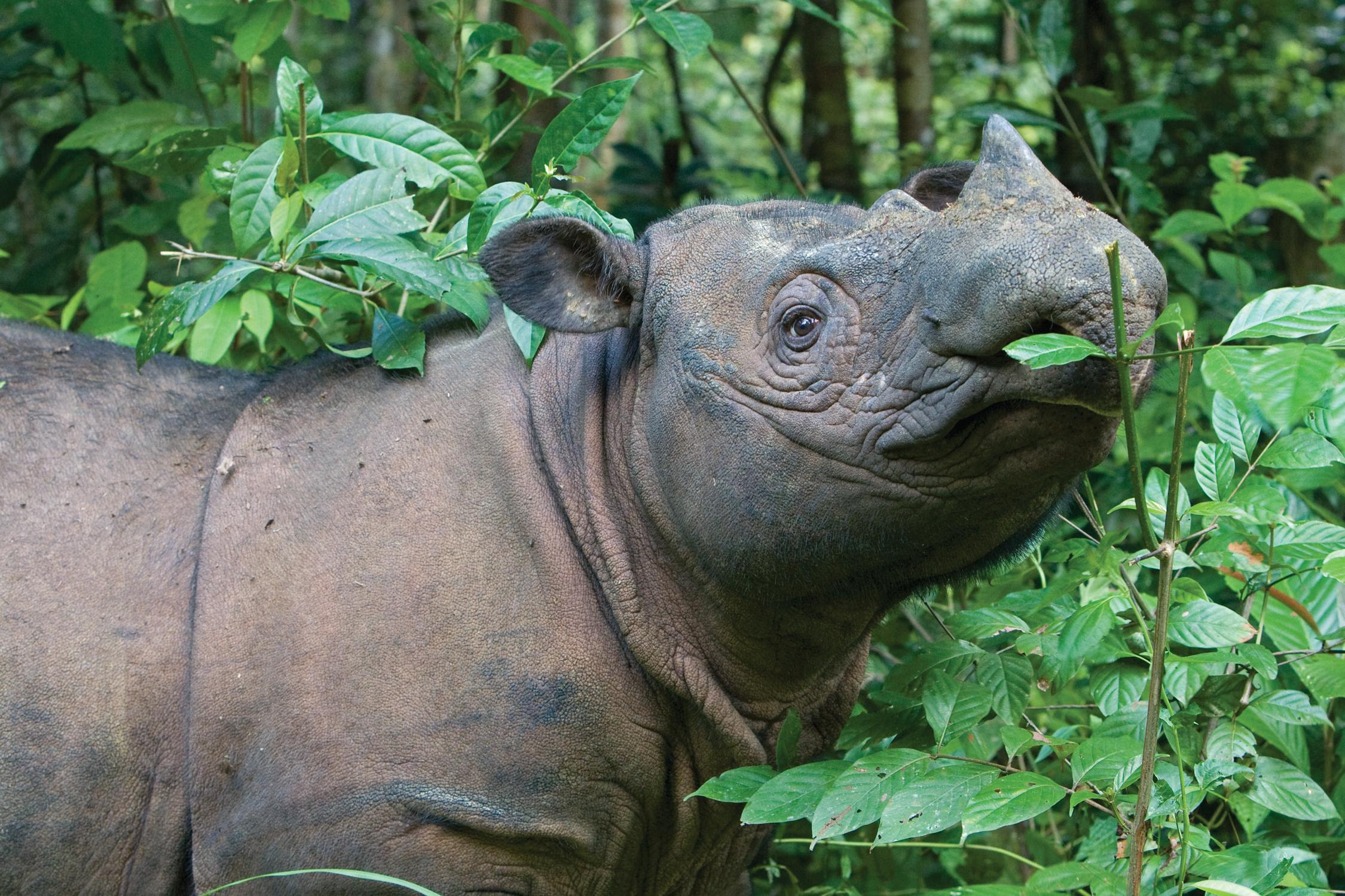 REVIVING RAINFORESTS: A GOURMET BUFFET FOR RHINOS IN THE MAKING