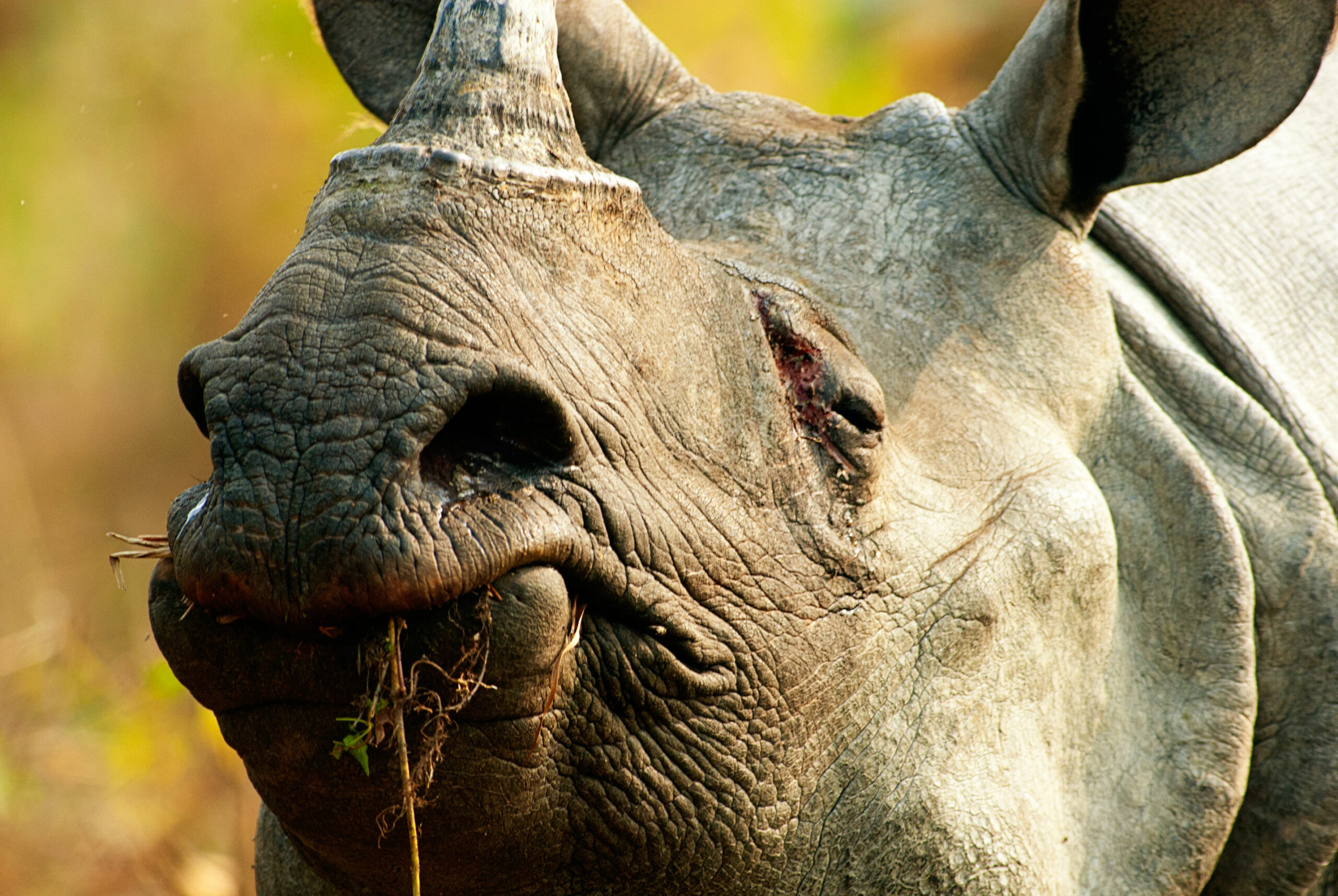 Wooden Rhino from Assam - Black - ArtisanSoul