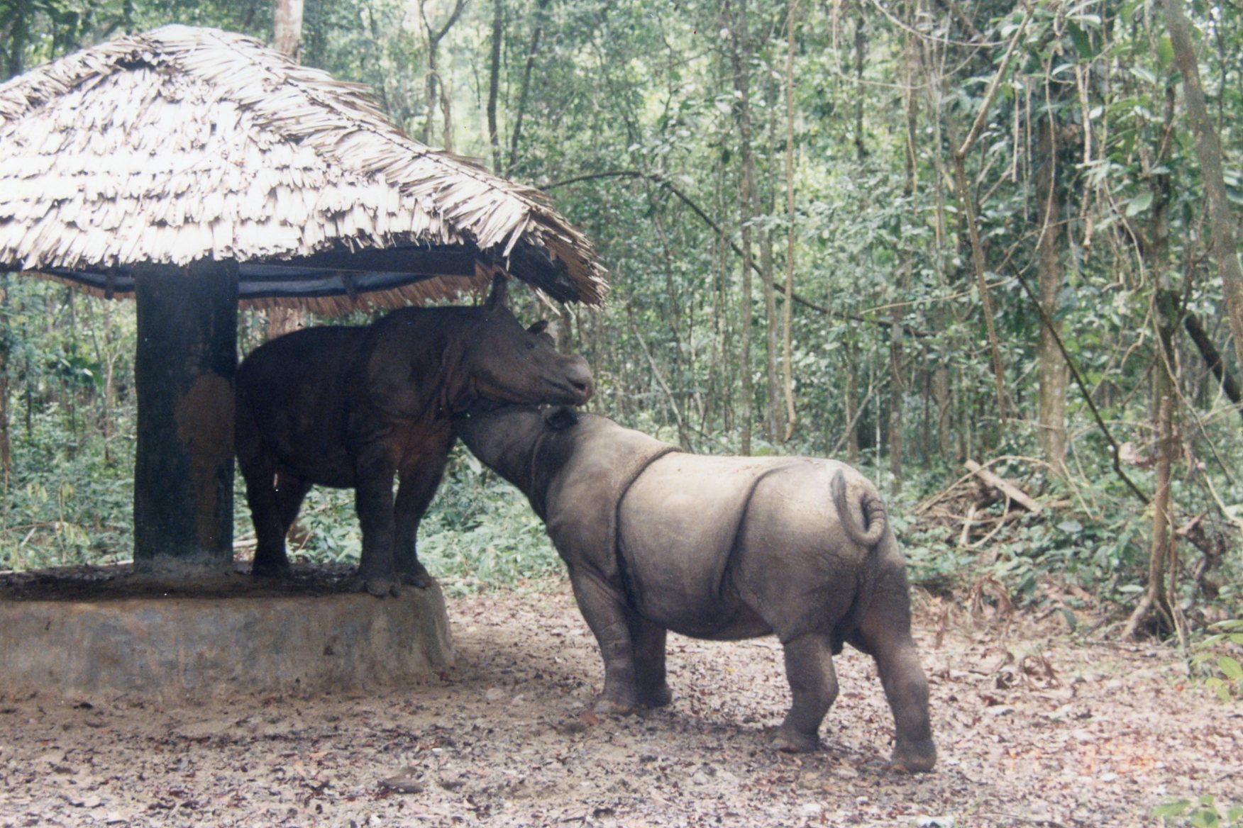 Lessons Learned From Sumatran Rhino Conservation Breeding