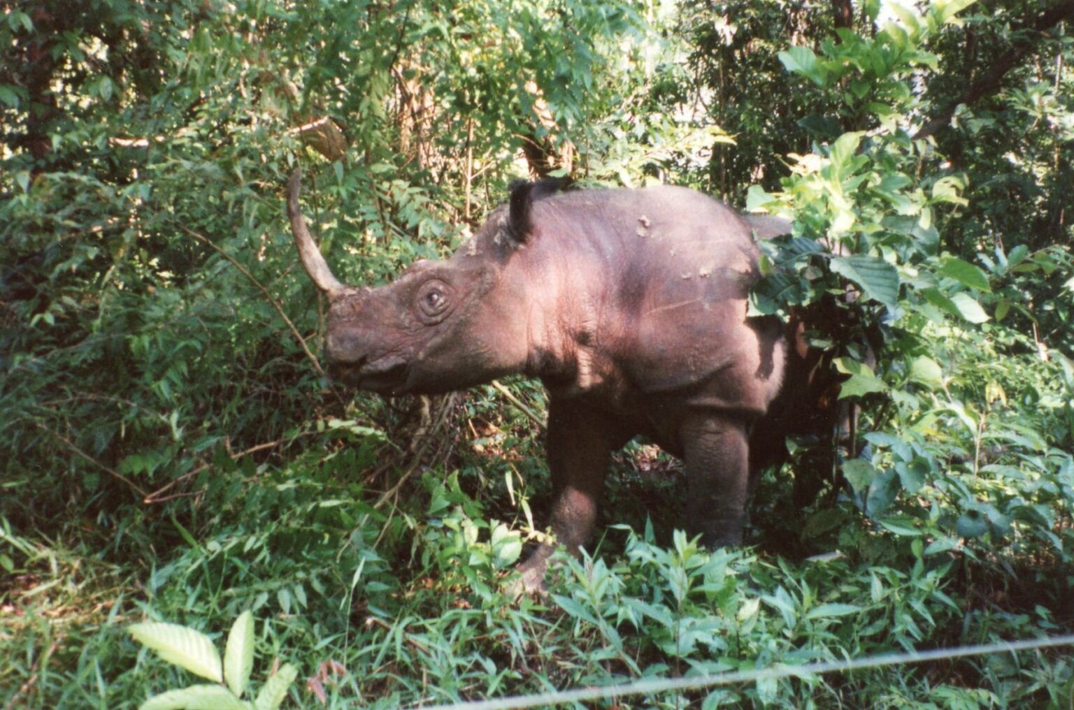 Lessons Learned From Sumatran Rhino Conservation Breeding