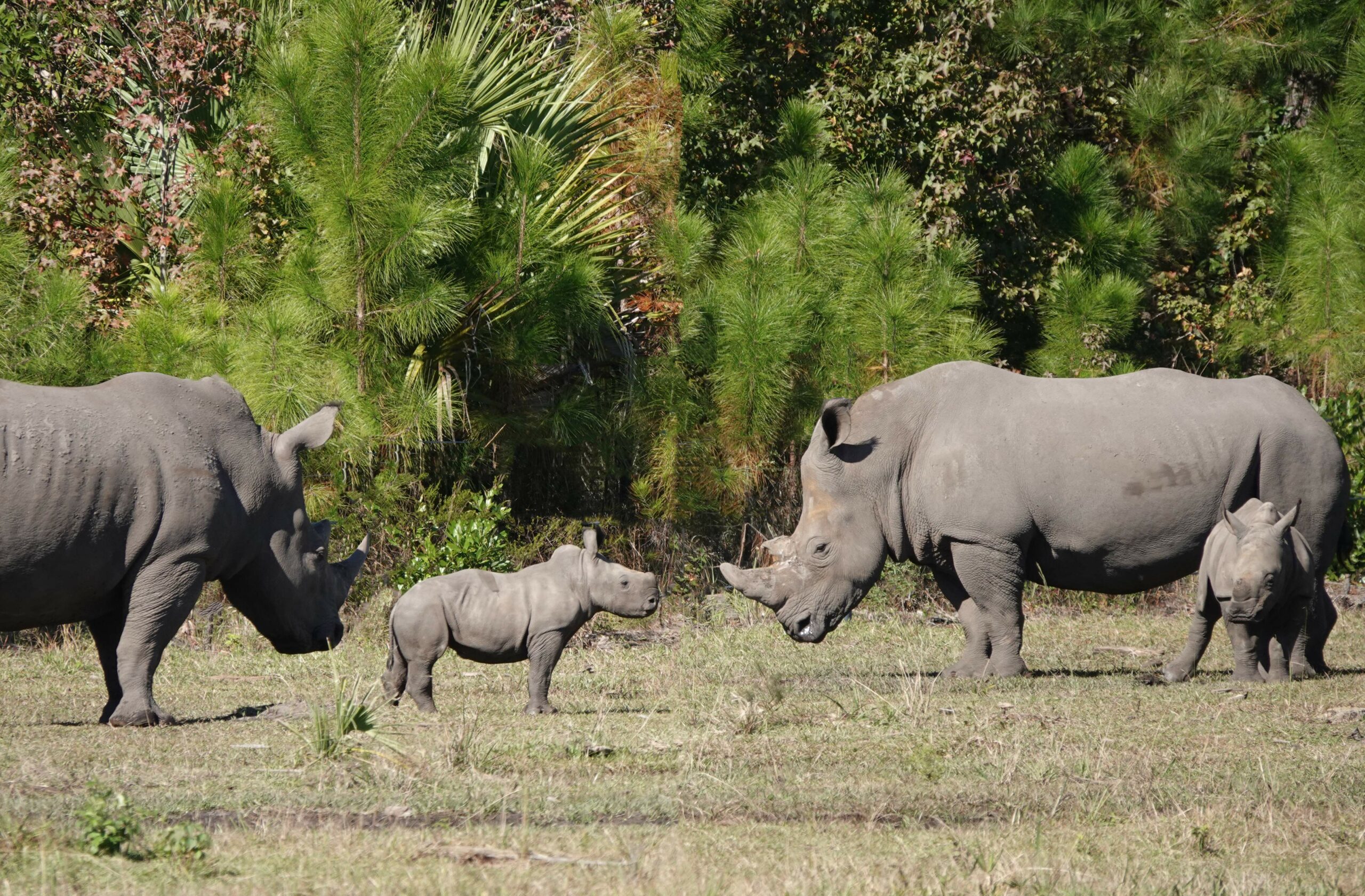 The Crash at the Rhino Rescue Center, It is hoped that the …