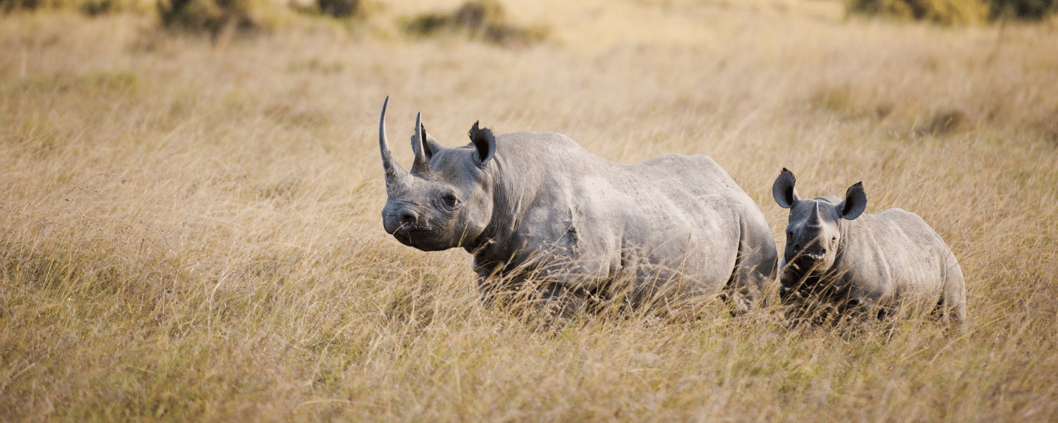 Donate | International Rhino Foundation