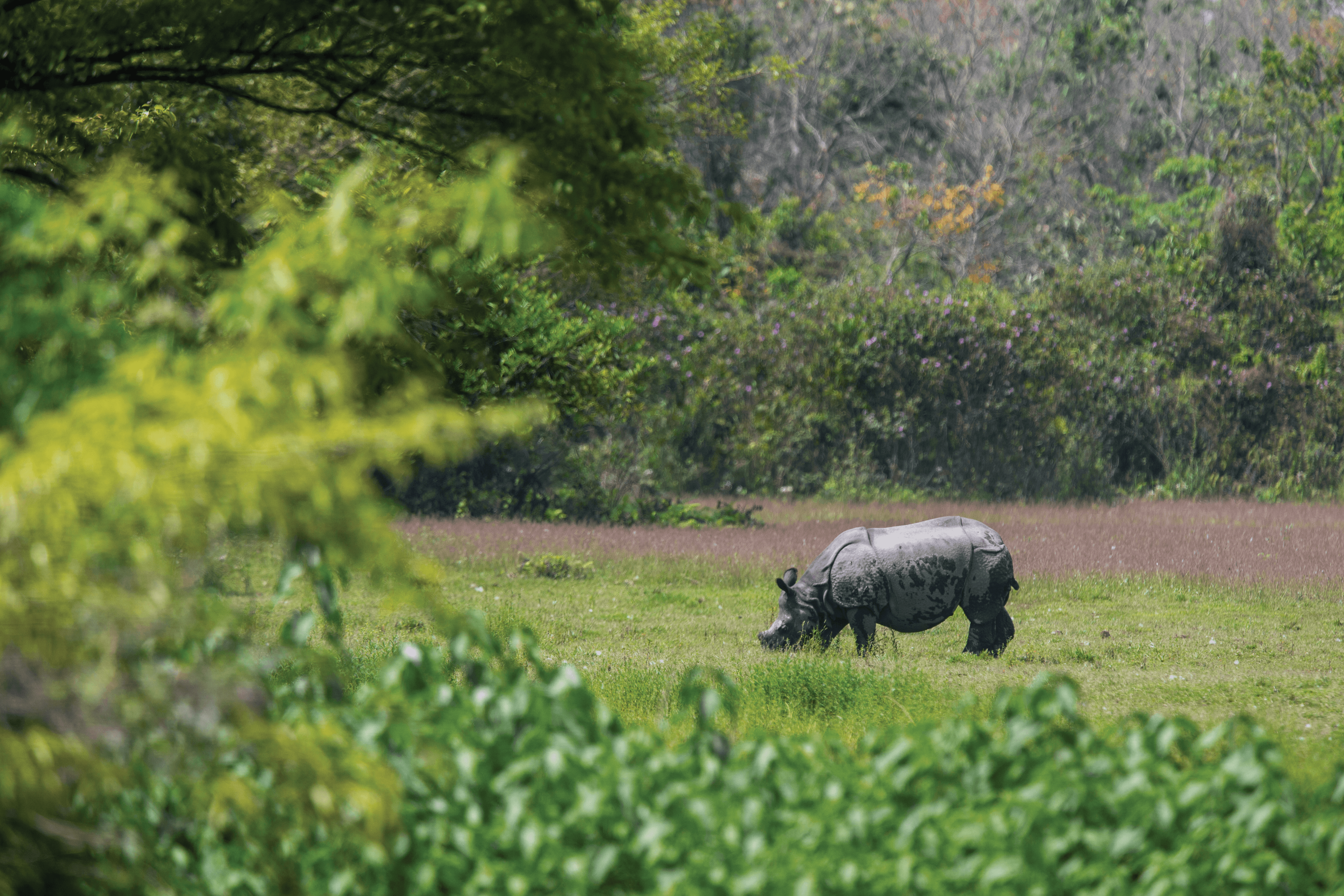 What Does it Take to Count Every Rhino?