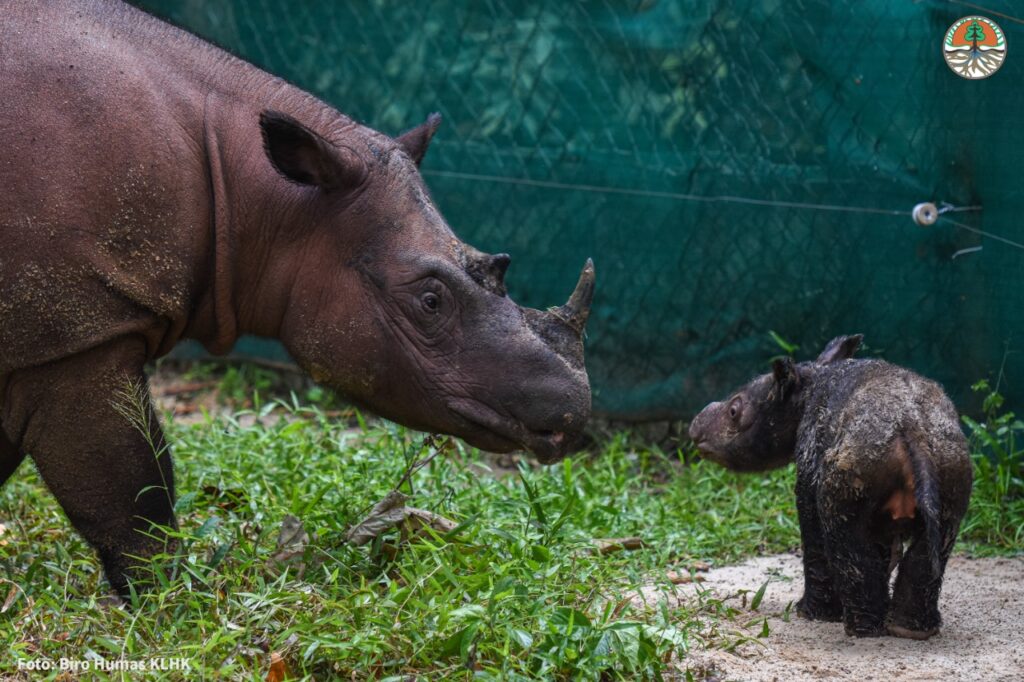 Rescue of critically endangered Sumatran rhino brings new hope for the  species