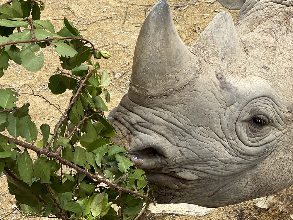 Cincinnati Zoo's Baby Black Rhino Has a Name! Meet “Ajani Joe” - Cincinnati  Zoo & Botanical Garden