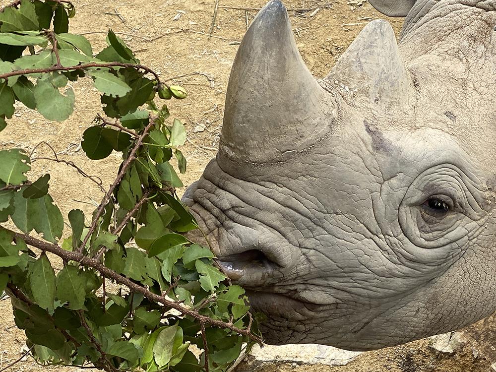 MY RHINO ROAD TRIP: Cincinnati ZOO and Botanical Garden