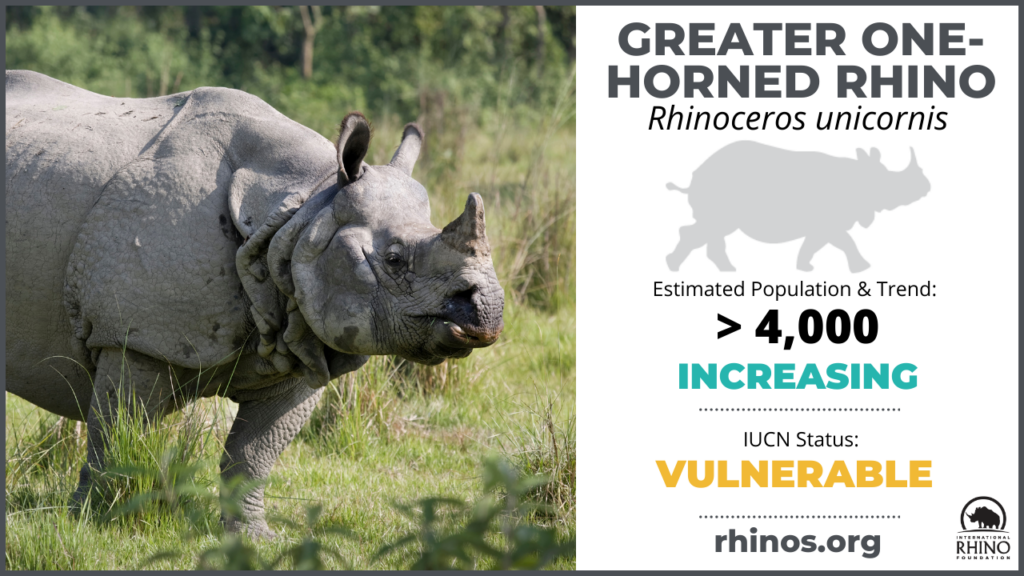 Meet The One-horned Rhino At Kaziranga | World Rhino Day