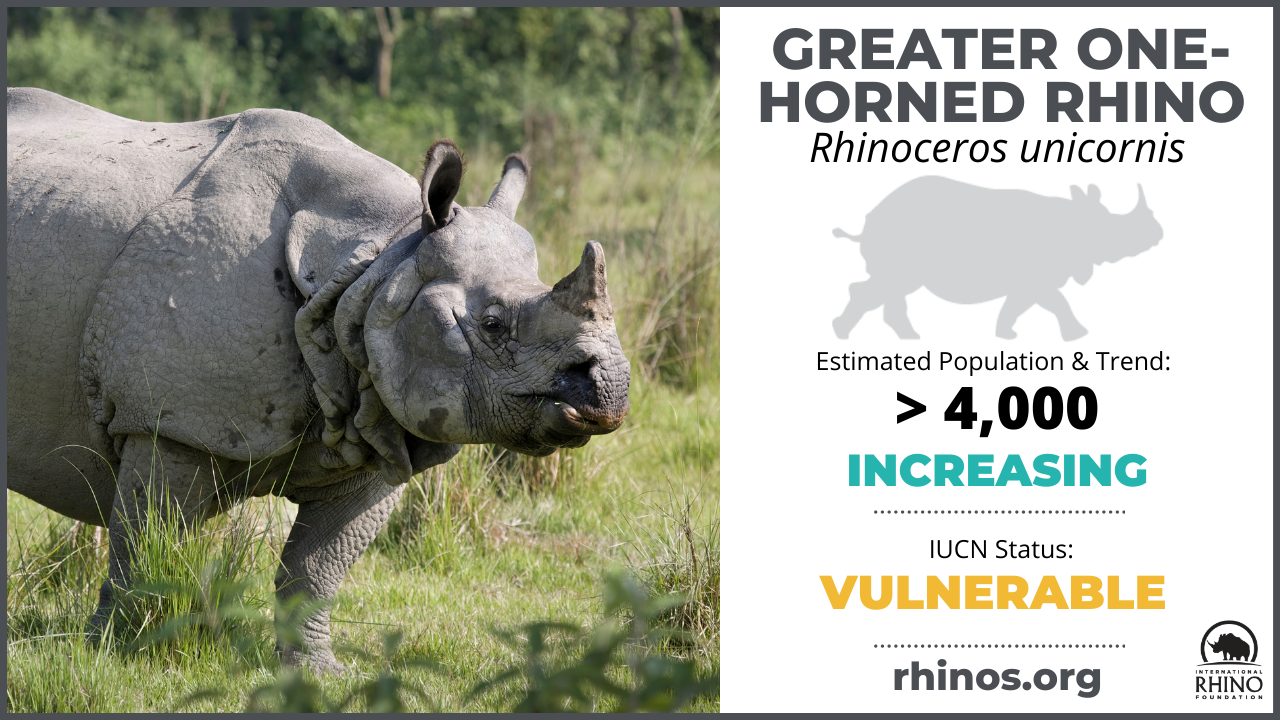 Greater OneHorned Rhino Population Reaches New High International