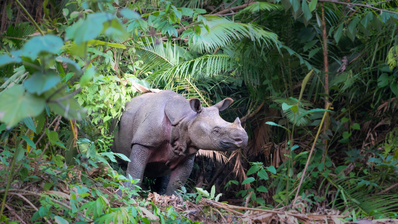 Seeing a Javan Rhino - International Rhino FoundationInternational ...