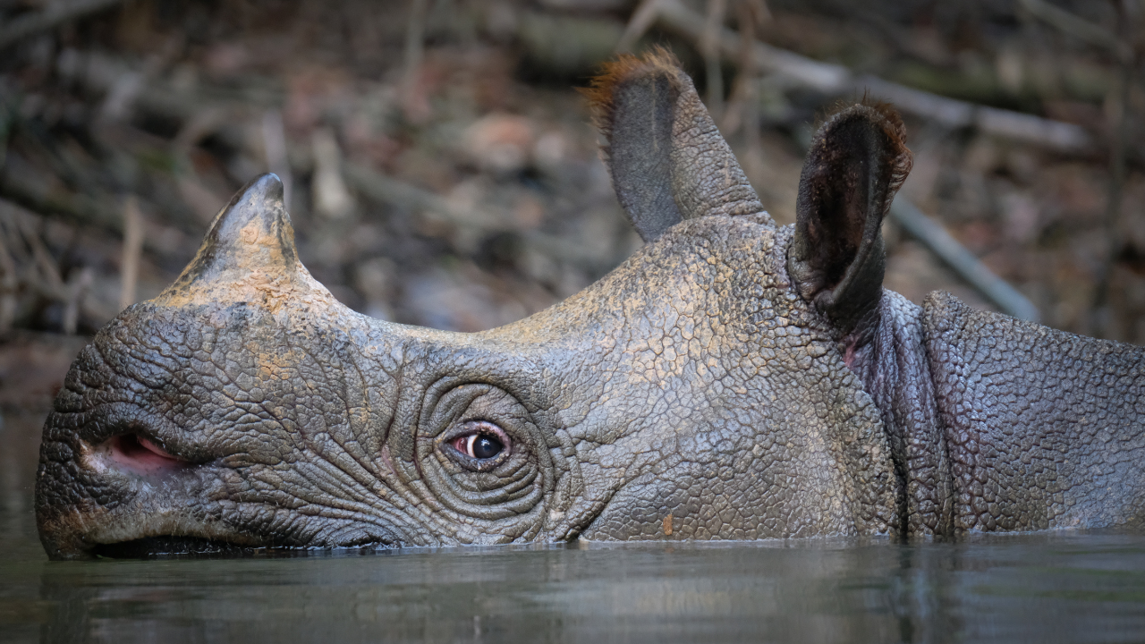Seeing a Javan Rhino