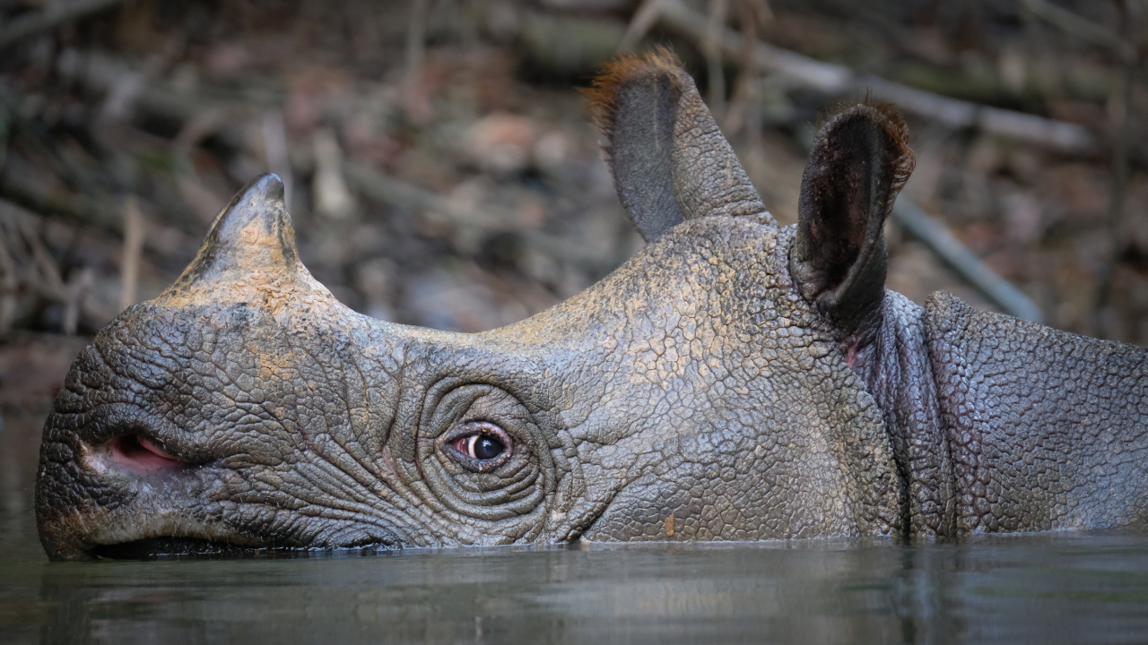 Seeing a Javan Rhino - International Rhino FoundationInternational