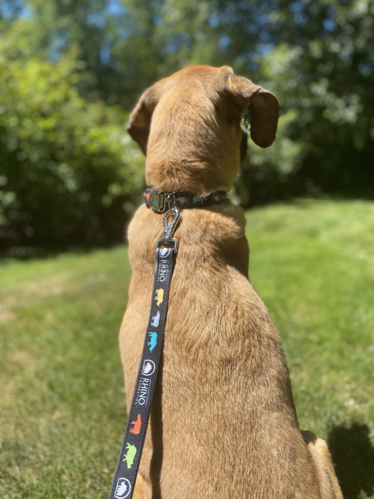 Tags for dog collars that attach to the clearance collar