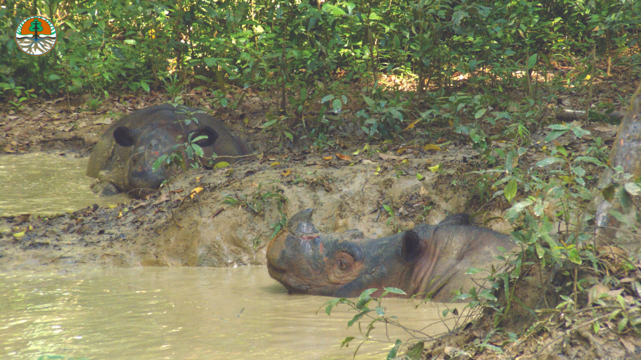 Helping Sumatran Rhinos: An Interview with Francesco Nardelli