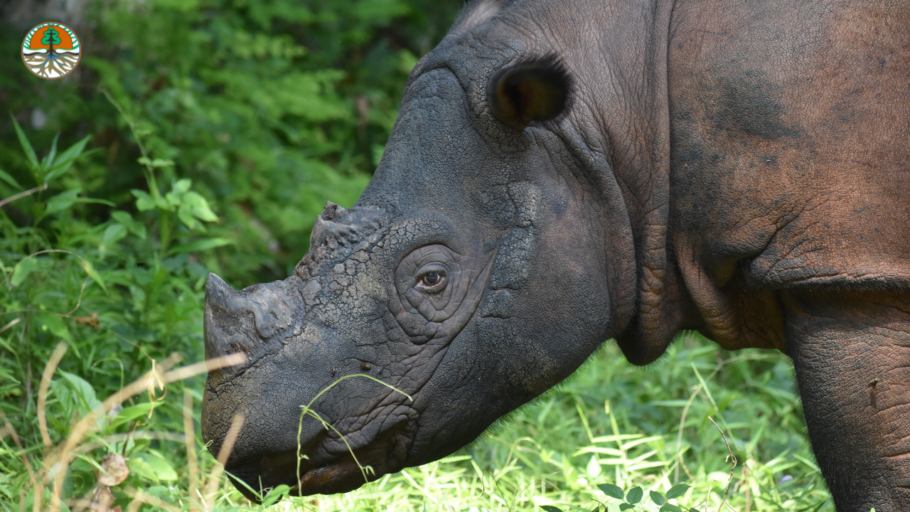 Happy 21st Birthday Andalas - International Rhino ...