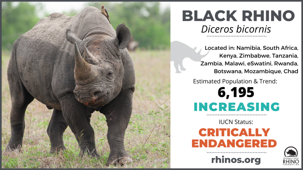 State of the Rhino | International Rhino Foundation