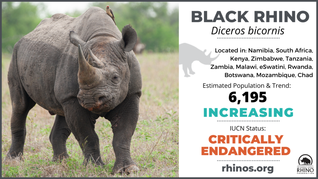 How Many Black Rhinos Are Left In 2025 - Bette Chelsae