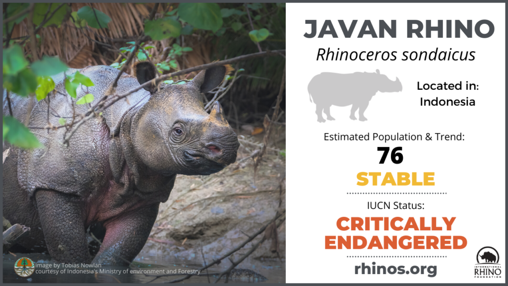 Javan Rhinos Population 2024 - Chad Meghan