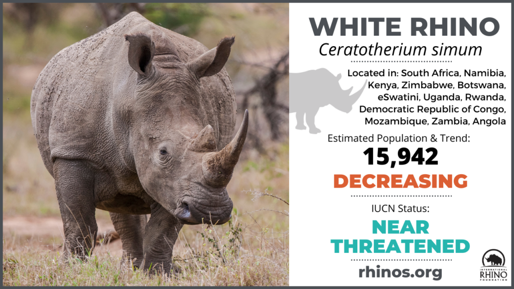 State of the Rhino International Rhino Foundation