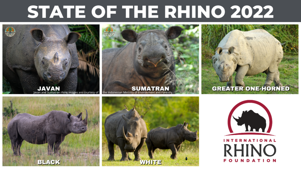 State of the Rhino | International Rhino Foundation