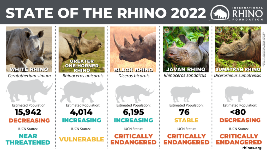 Сколько Носорогов родилось 2002.