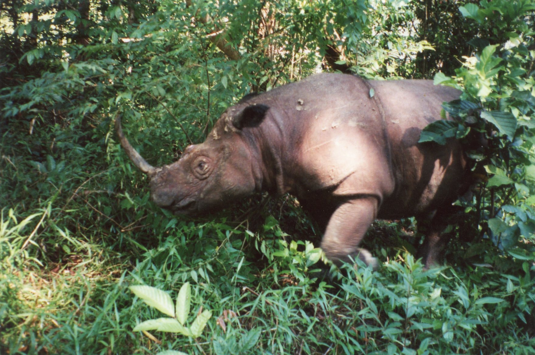 Helping Sumatran Rhinos: An Interview with Francesco Nardelli