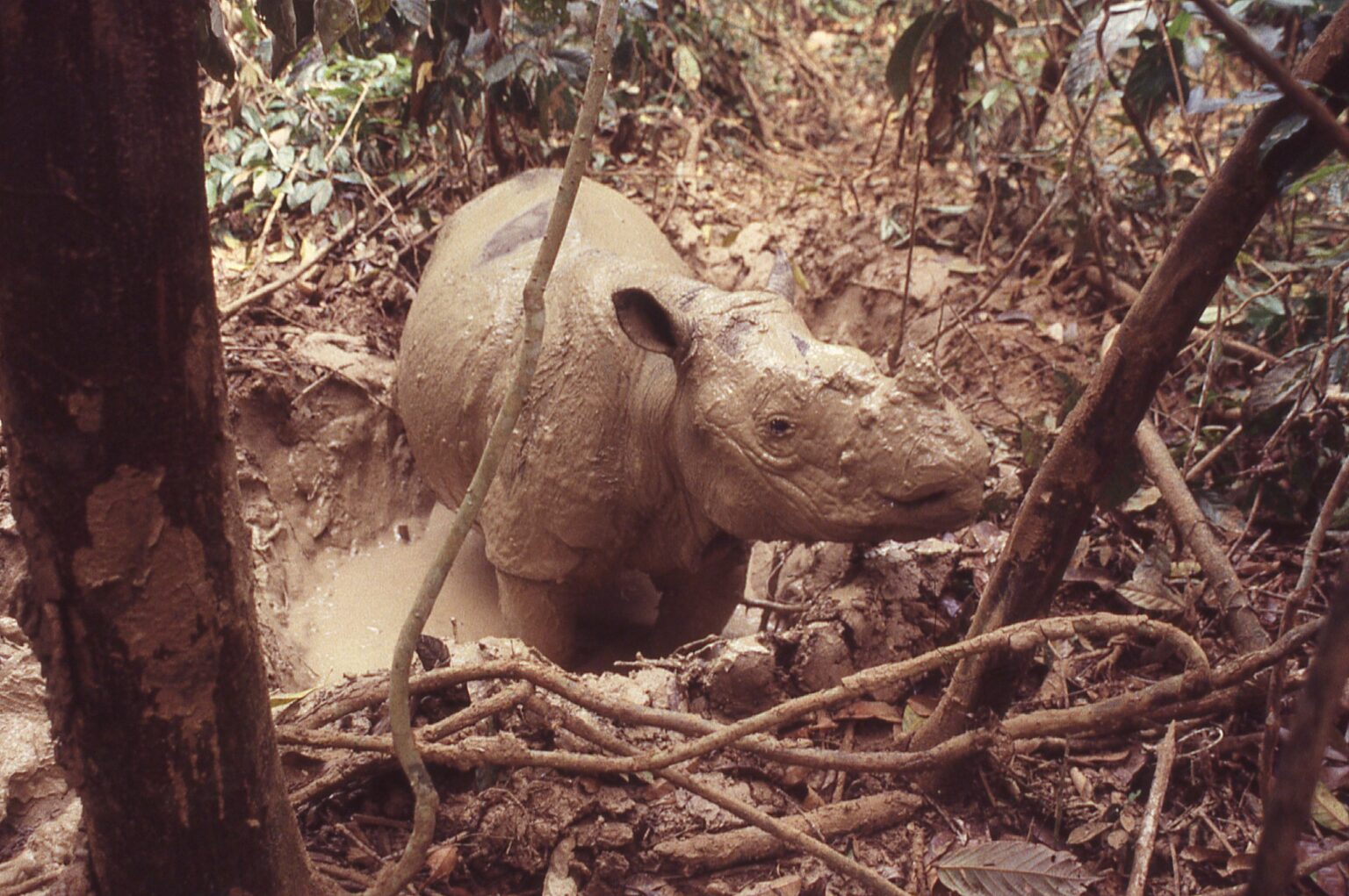 Helping Sumatran Rhinos: An Interview with Francesco Nardelli